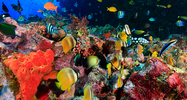 Blue hu amed, tempat menyelam amed, Ikan berwarna-warni, dasar laut bali, pusat menyelam tek 