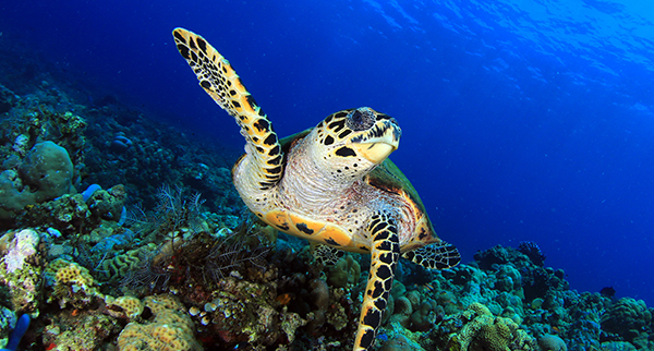 Penyu, penyu menyelam, snorkeling amed, pantai lipah,  bunutan