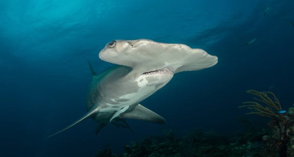 Hammerhead, Hiu kepala palu, Hiu kepala palu amed