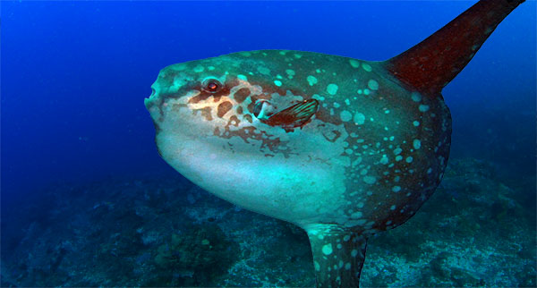 Crystal bay, ikan mola-mola, menyelam nusa penida, klub selam bali