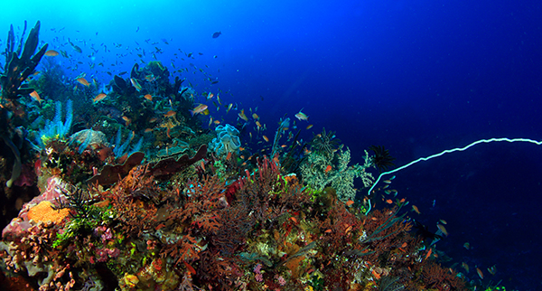 kursus menyelam open water, menyelam dalam bali