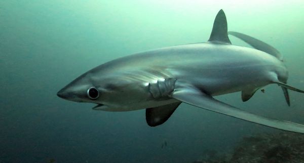 requin renard, plongée requin, plongée courant, Gili Selang