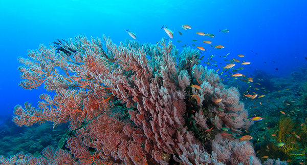 Japanese pecio, bali pecio, pecio buceo, corales, buceo avanzado