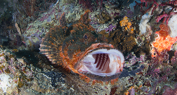 Jemeluk, pex escorpion, open water bali, ssi cursos, buceo técnico 