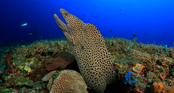 Morena, morena leopardo, buceo amed, centro de buceo Amed 