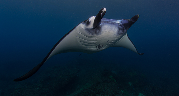 Raie manta, site de plongée, voir raie manta, plongée nusa penida, plongée raies mantas