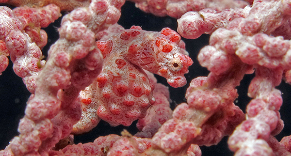 tempat menyelam makro, kuda laut, kuda laut kerdil, amed