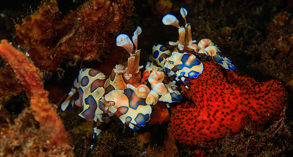 centro de buceo bali, gamba arlequina, buceo macro, tulamben