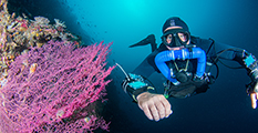 Corals, Amed technical diving, bali ccr diving, amed bali