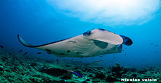 diving manta rays, diving nusa penida, dive manta rays