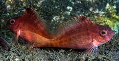 squire fish, amed fish, diving indonesia