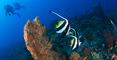 buceo bali, pez coral bali, curso open water, cursos SSI bali 