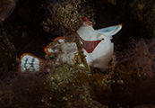 frogfish, plongée bali, poisson bali, plongée recycleur