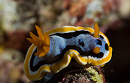 anna’s chromodoris, amed, plongée macro, macro amed, snorkeling amed