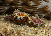 nudibranche amed, plongée bali, limace de mer, plongée technique