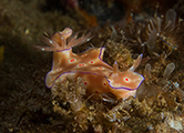 nudibranchs, nudibranchs diving, nudibranch bali, diving amed