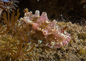 nudibranquios, buceo con nudibranquios, nudis amed, bucear en Amed 