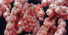 Seahorse, pink seahorse, macro diving, amed, pyramids amed